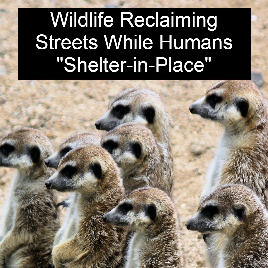 Wildlife Taking Over Streets and Neighborhoods: Humans Forced To Stay