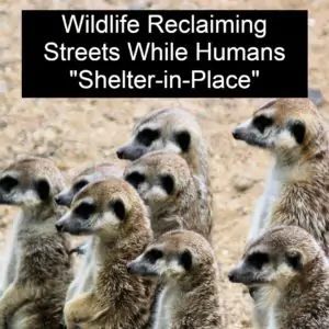 Wildlife Taking Over Streets and Neighborhoods: Humans Forced To Stay Indoors