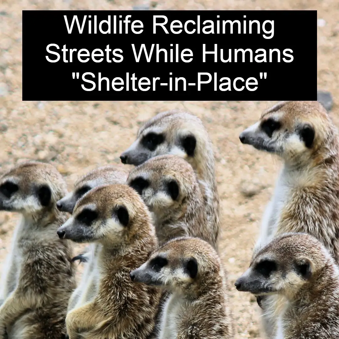 Wildlife Reclaims Streets While Humans Take Shelter