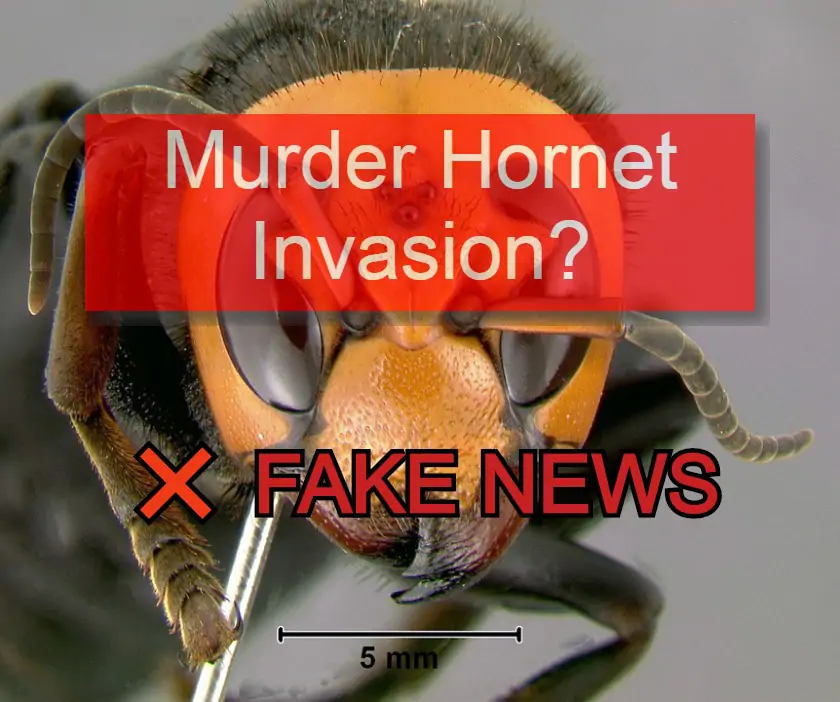 Murder Hornet Invasion Fake News
